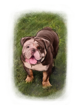 Load image into Gallery viewer, Colour pet portrait with pattern background - Dog drawn on grass - drawings and portraits from your photos - drawking.com - Drawking