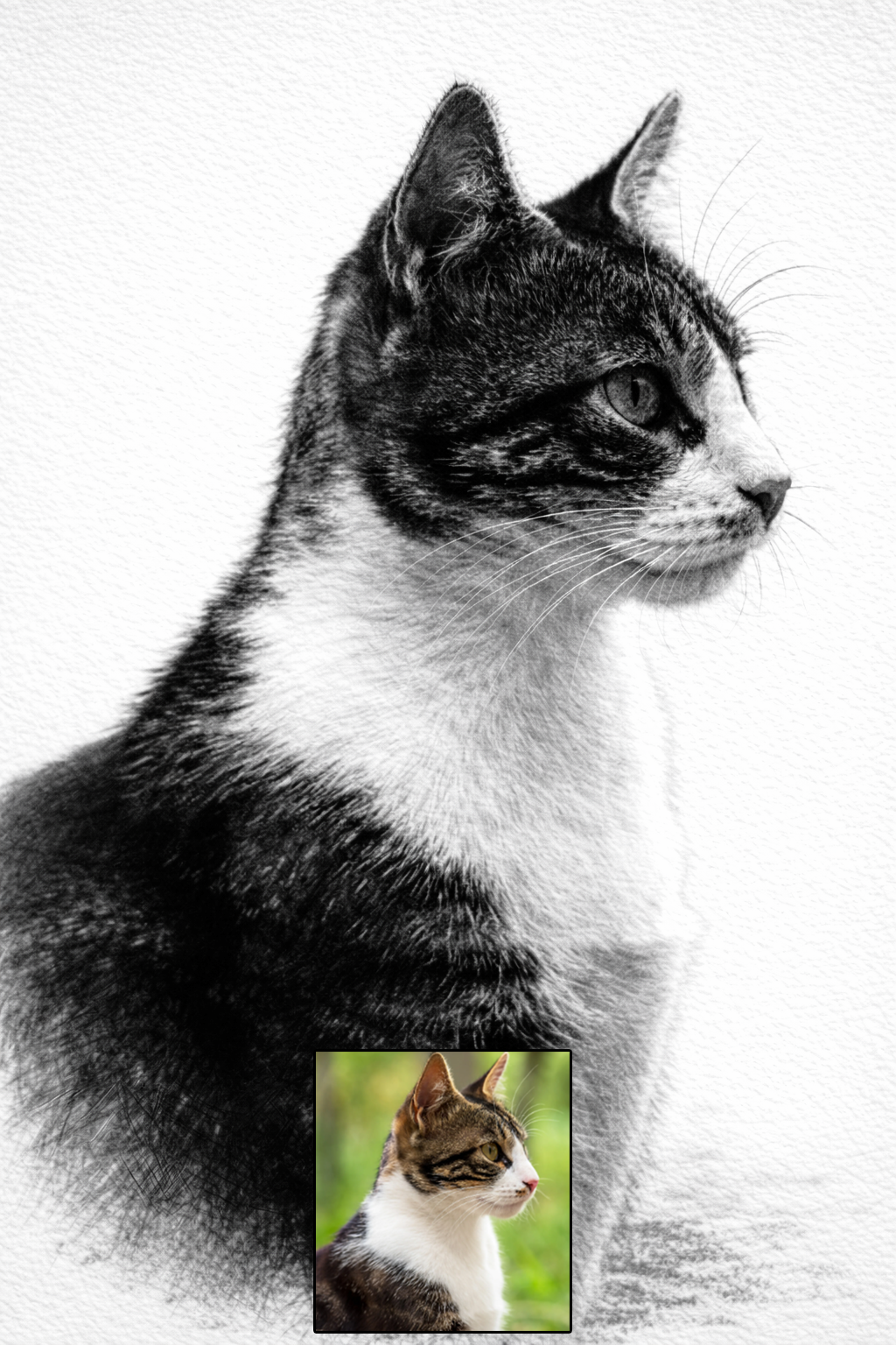 Pet portrait in pencil